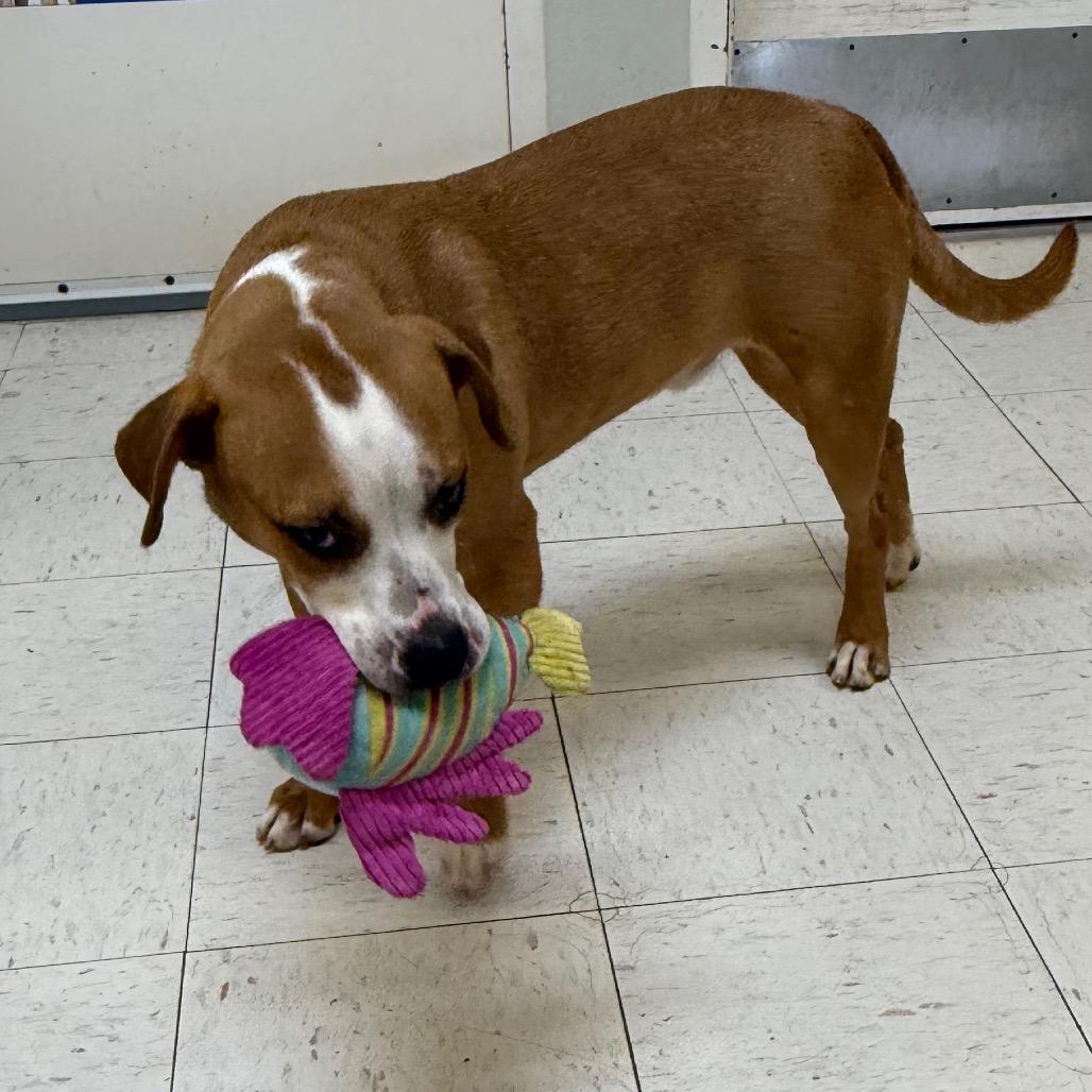 Copper, a Adoptable mixed breed in Jacksonville, AR image 3/6