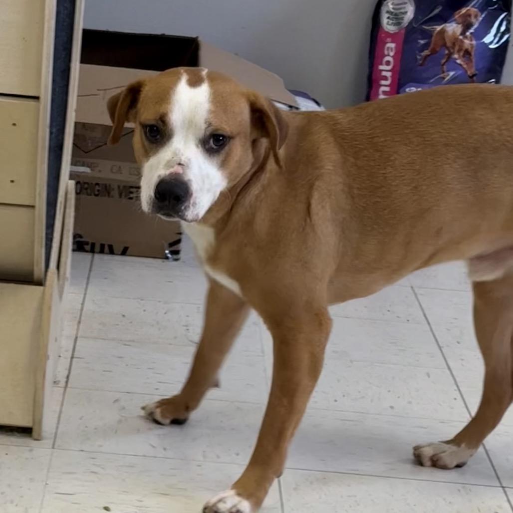 Copper, a Adoptable mixed breed in Jacksonville, AR image 4/6