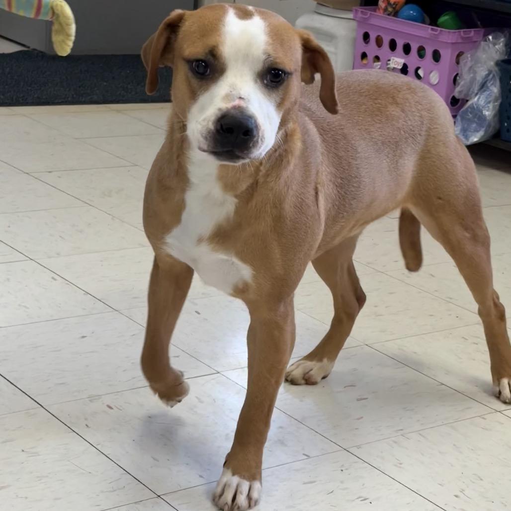 Copper, a Adoptable mixed breed in Jacksonville, AR image 5/6