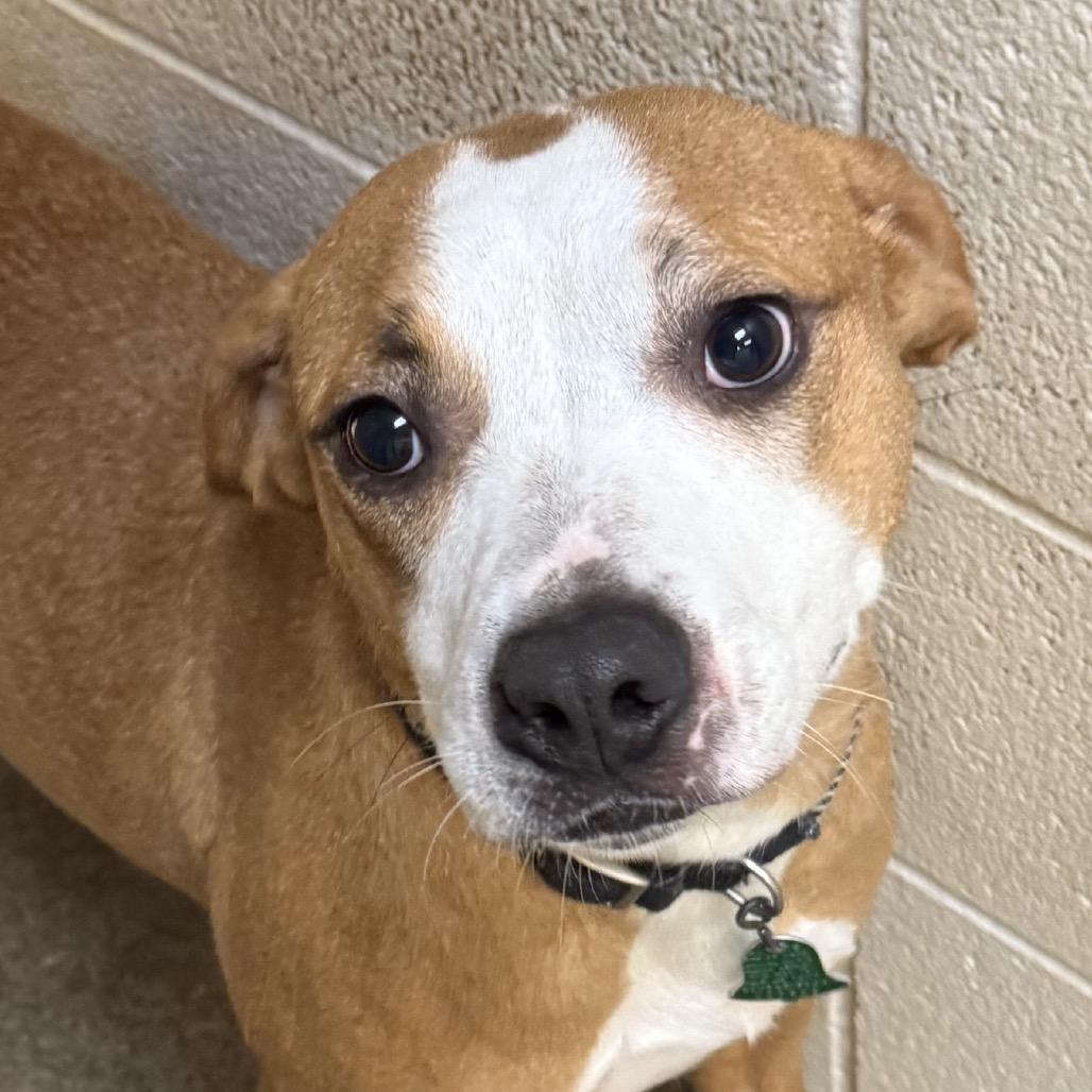 Copper, a Adoptable mixed breed in Jacksonville, AR image 6/6