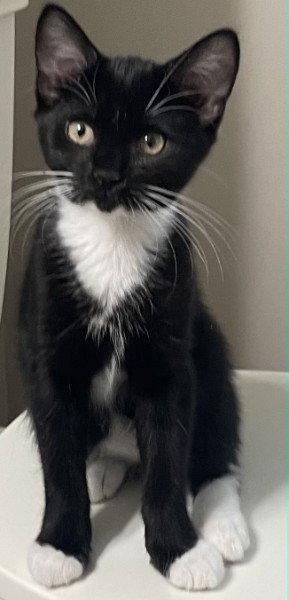 Enlarge Vito Kitten, a Adopted Domestic Short Hair in Allentown, PA image 1/1