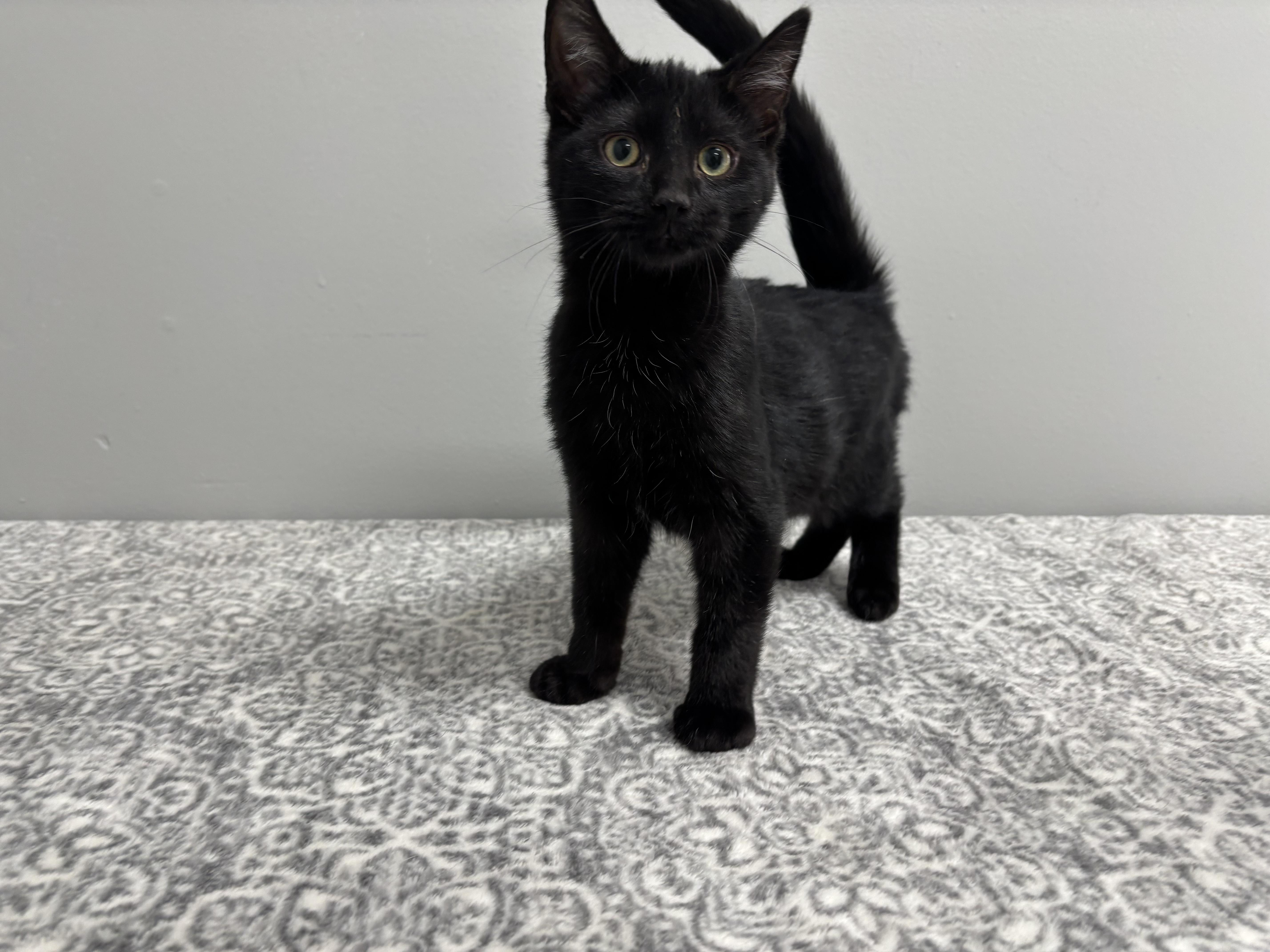 Enlarge Jett, a Adoptable mixed breed in Frankfort, IN image 2/4