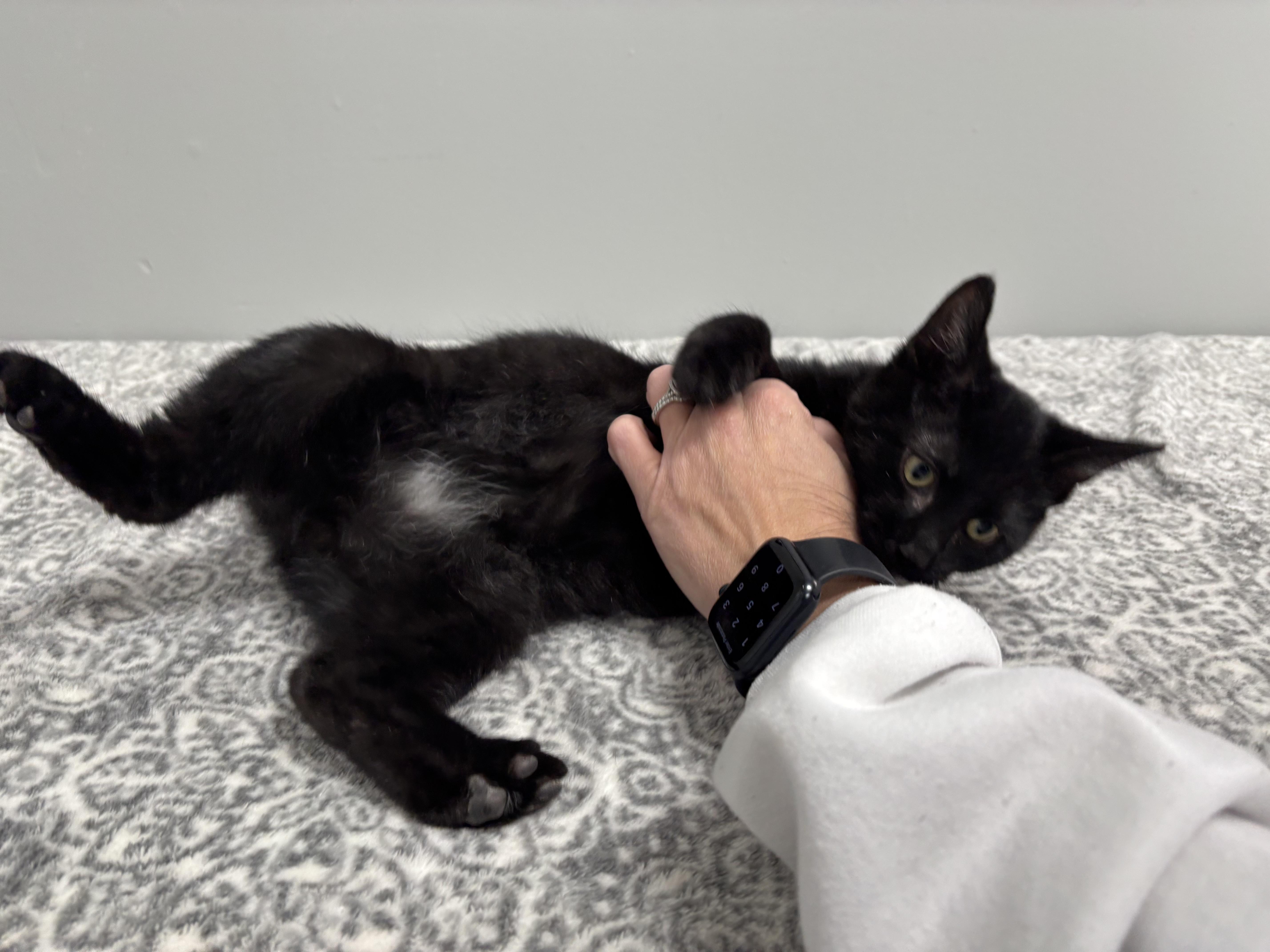 Enlarge Jett, a Adoptable mixed breed in Frankfort, IN image 3/4