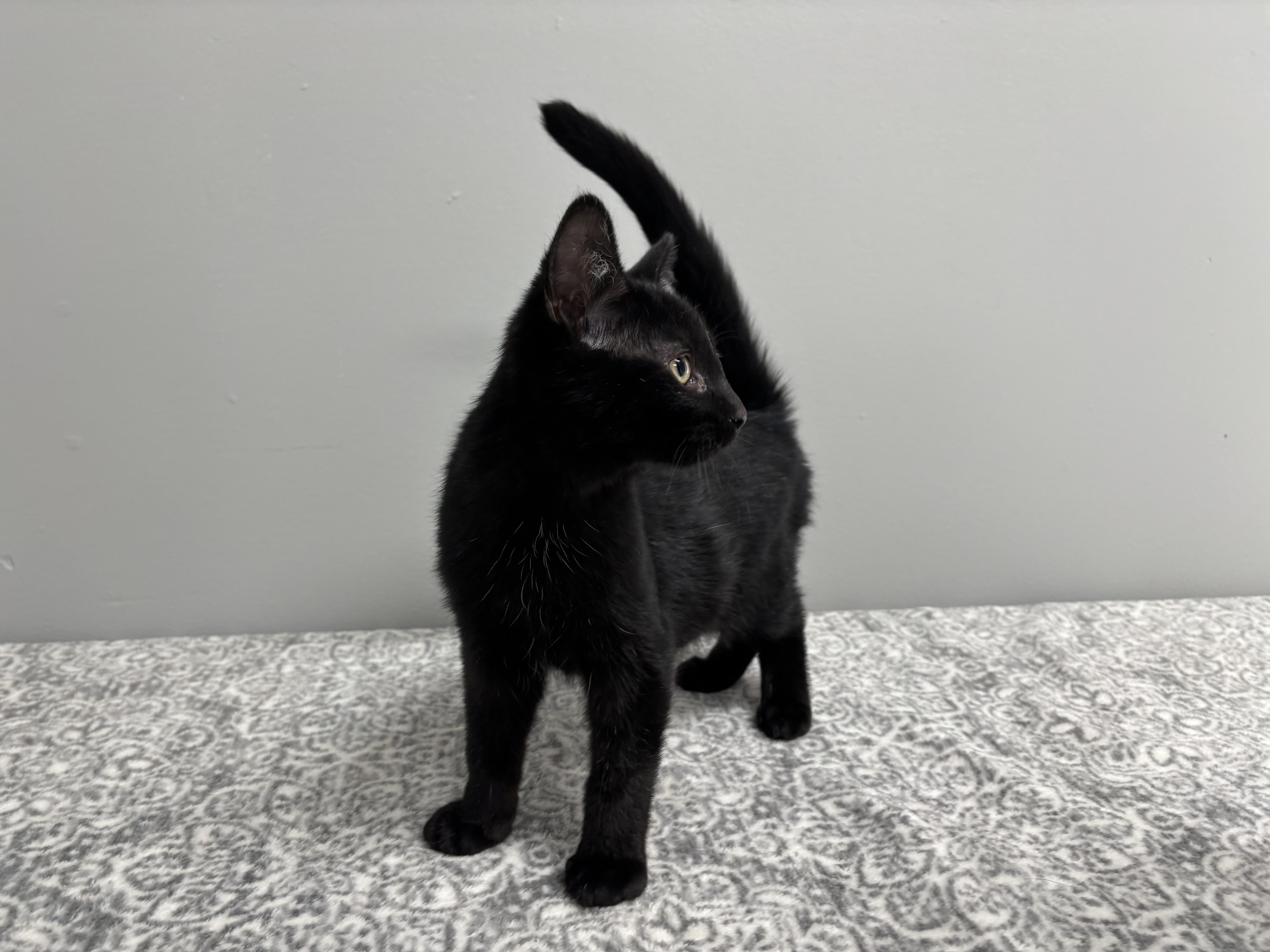 Enlarge Jett, a Adoptable mixed breed in Frankfort, IN image 4/4