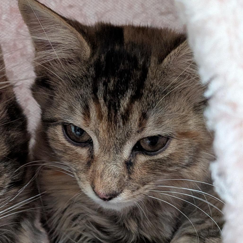 26-04 Rosalina, Adoptable, Kitten Female Domestic Medium Hair.