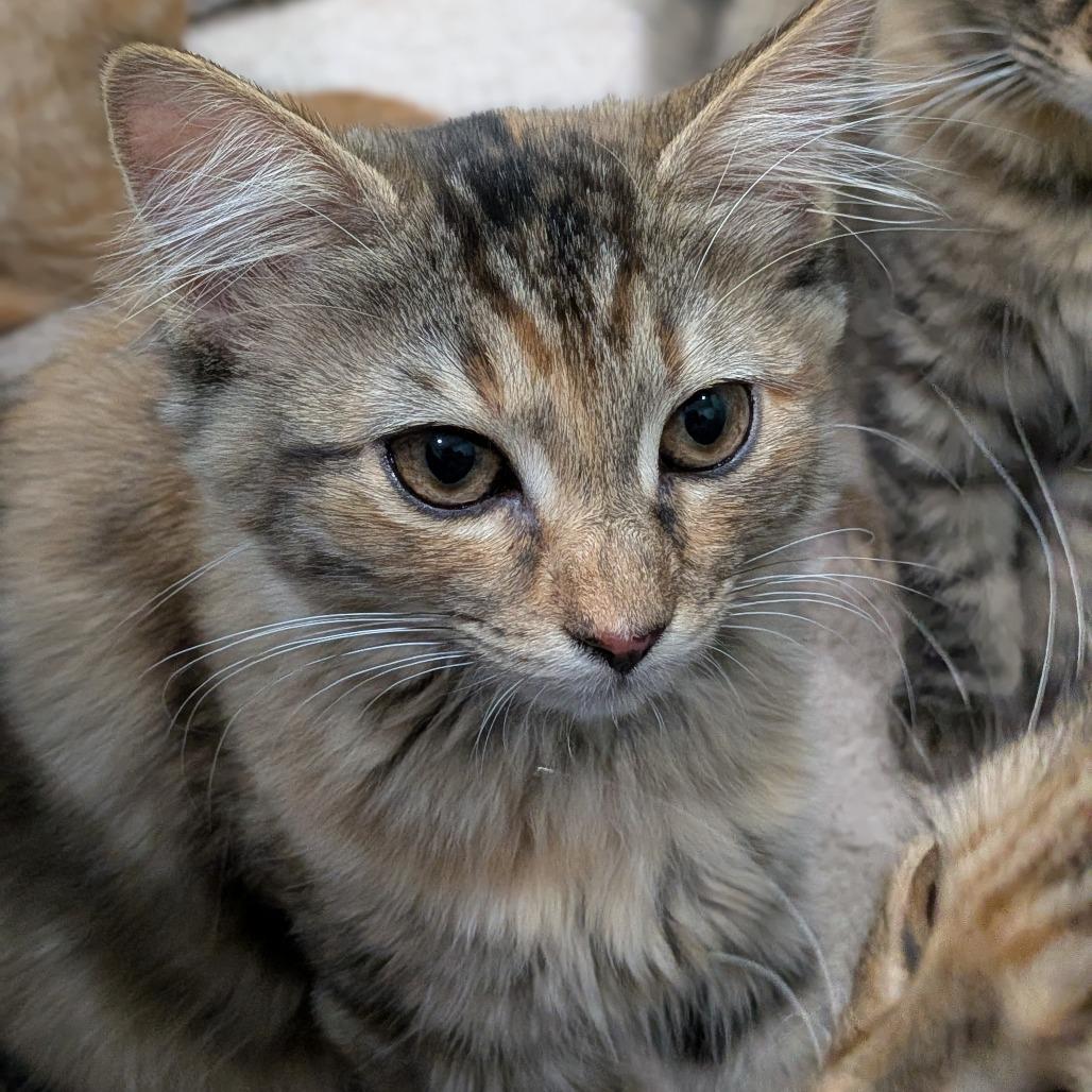 Enlarge 26-04 Rosalina, a Adoptable Domestic Medium Hair in North Branford, CT image 2/3