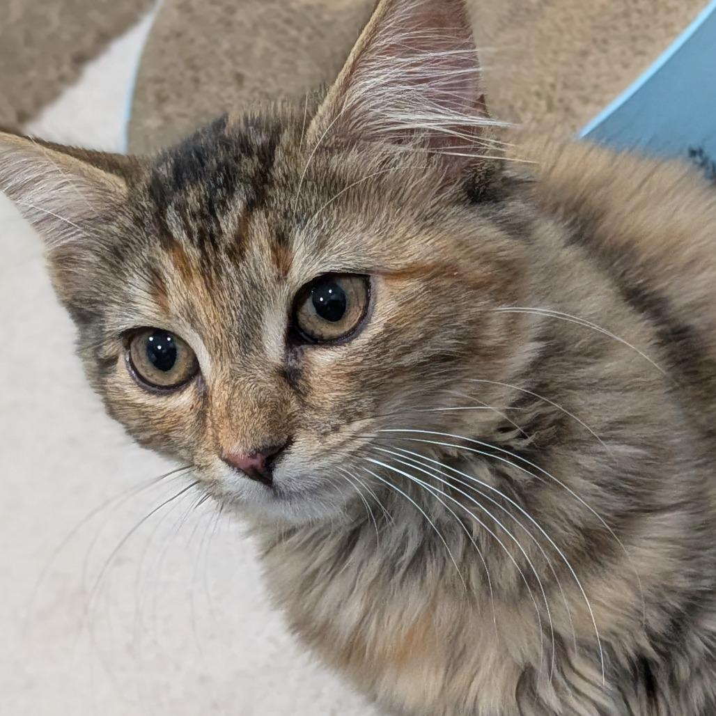 Enlarge 26-04 Rosalina, a Adoptable Domestic Medium Hair in North Branford, CT image 3/3