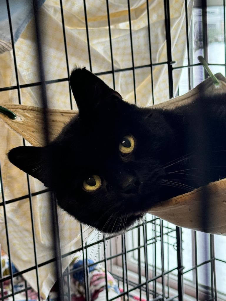 Meadow, Adoptable, Adult Male Domestic Short Hair.