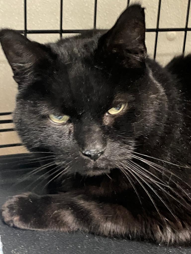 Meadow, a Adoptable mixed breed in Lunenburg, MA image 2/2