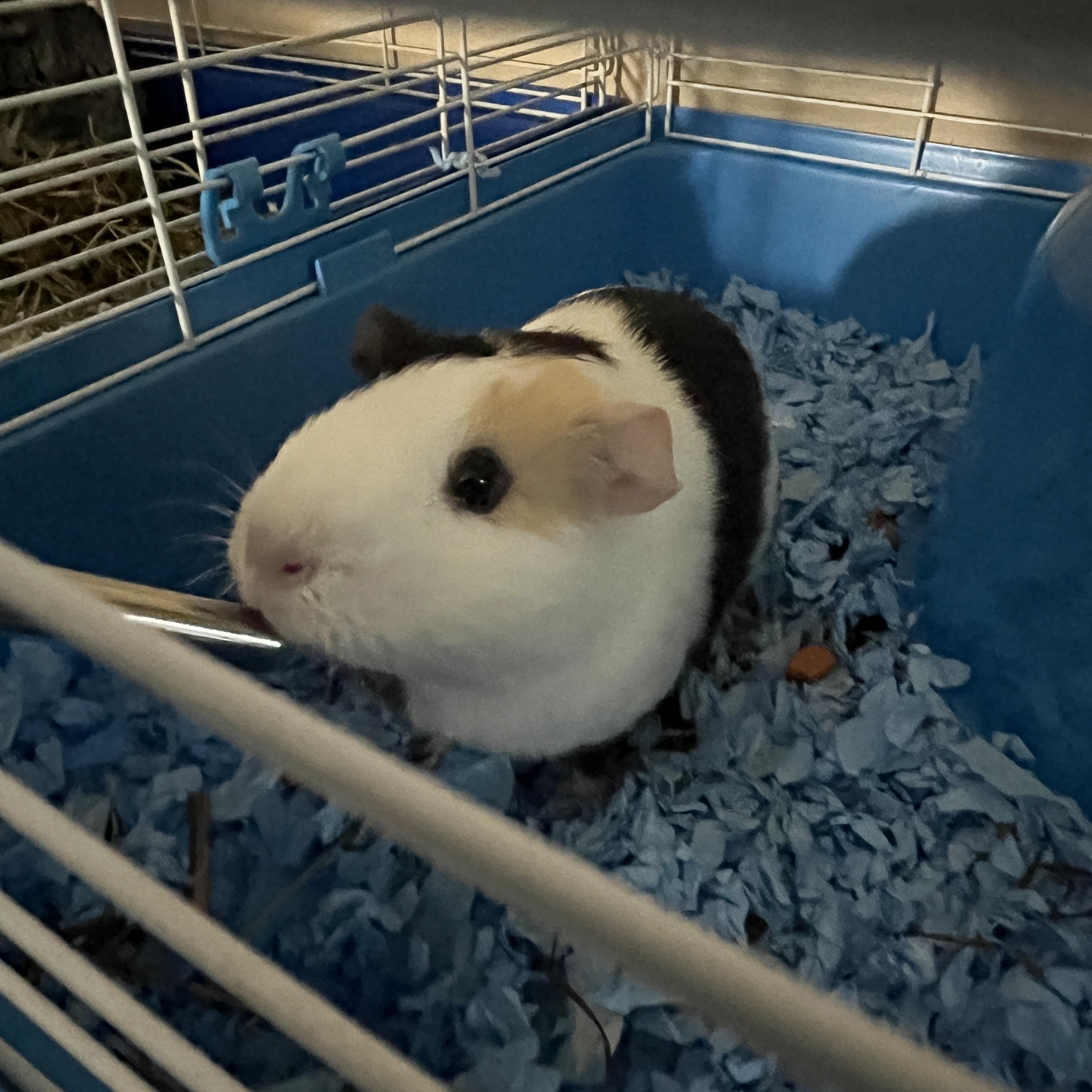 Peach, Young Female unknown