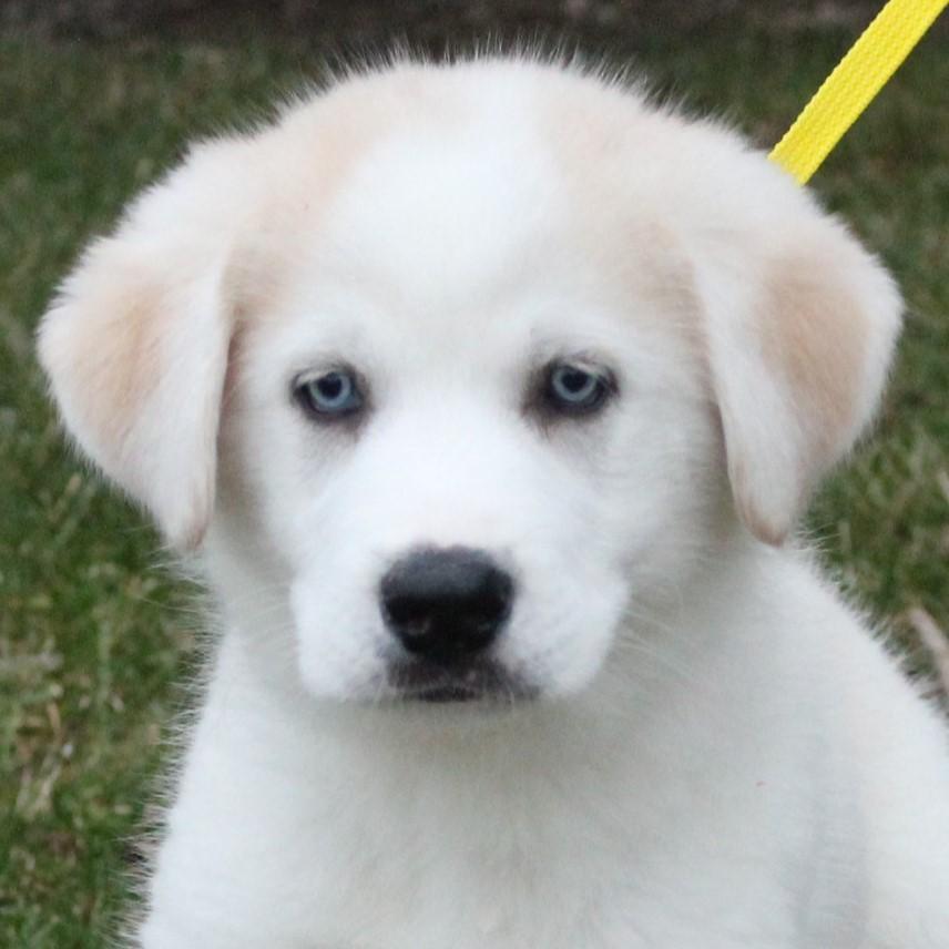 Slushie, adopted, Puppy Female Husky & Great Pyrenees.