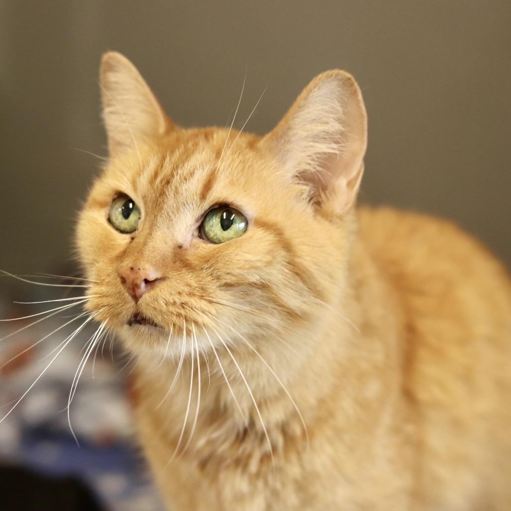 Tiny Tina, Adoptable, Senior Female Domestic Short Hair.
