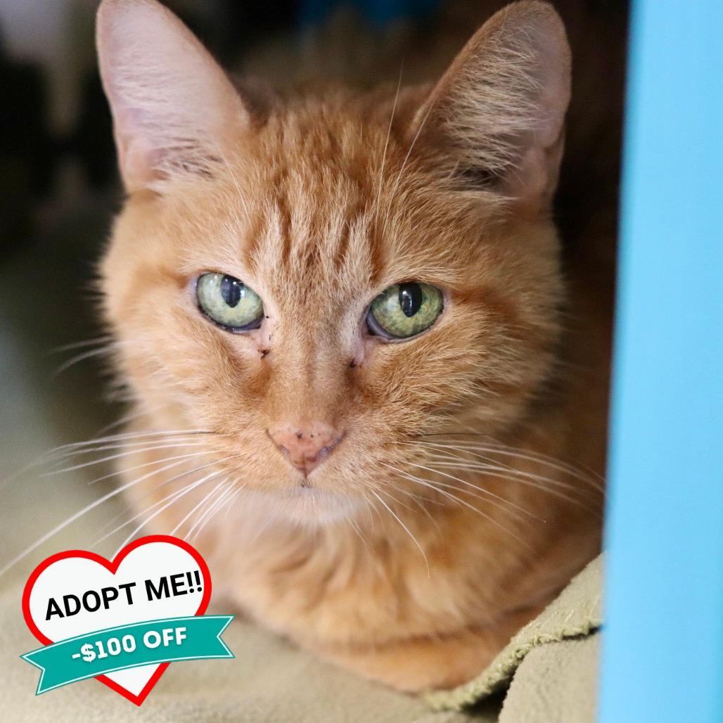 Enlarge Tiny Tina, a Adoptable Domestic Short Hair in Wheeling, IL image 2/5
