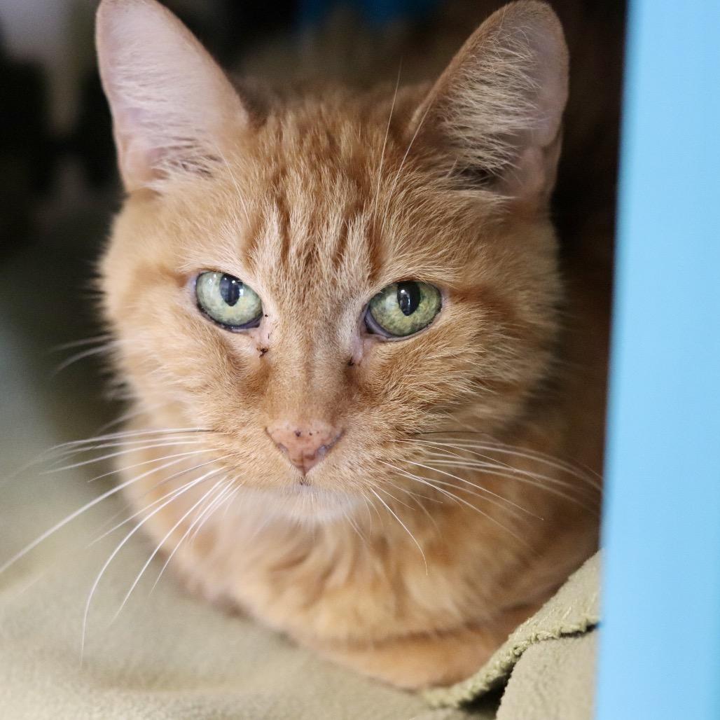 Enlarge Tiny Tina, a Adoptable Domestic Short Hair in Wheeling, IL image 3/5