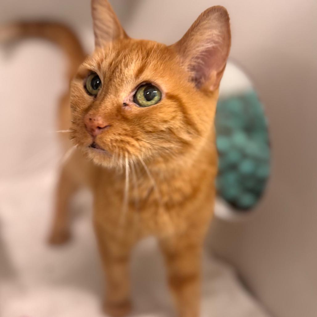 Enlarge Tiny Tina, a Adoptable Domestic Short Hair in Wheeling, IL image 4/5