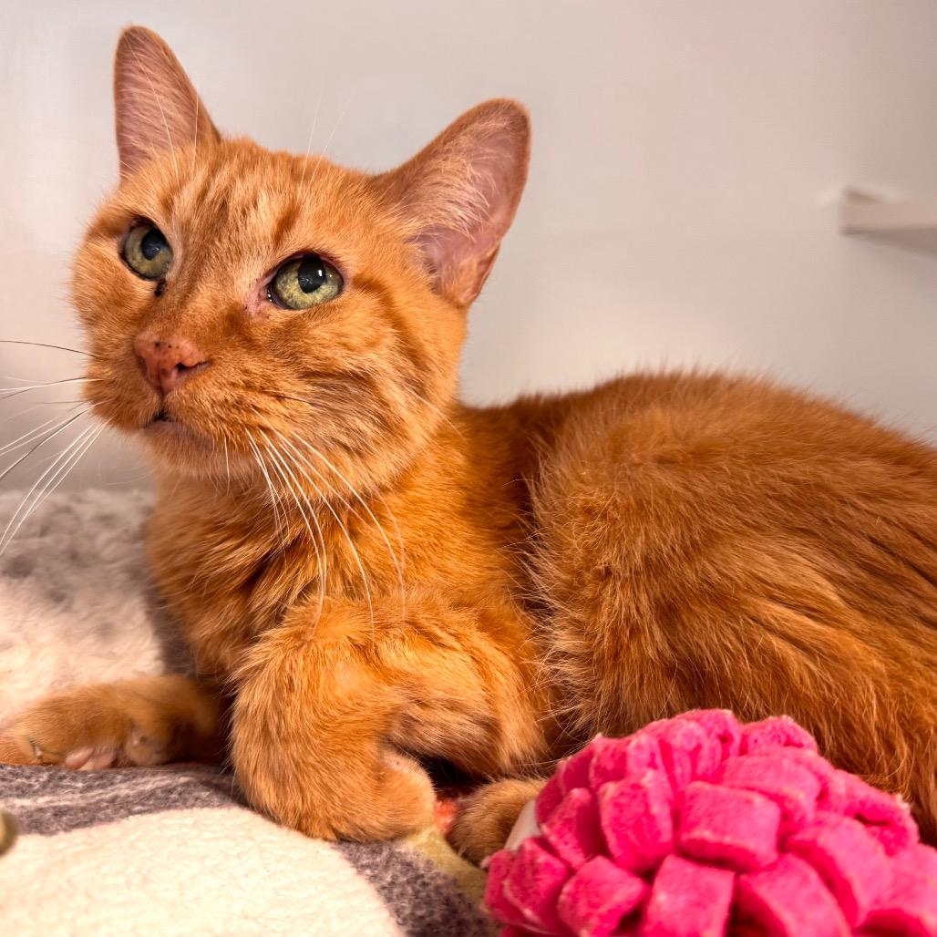 Enlarge Tiny Tina, a Adoptable Domestic Short Hair in Wheeling, IL image 5/5