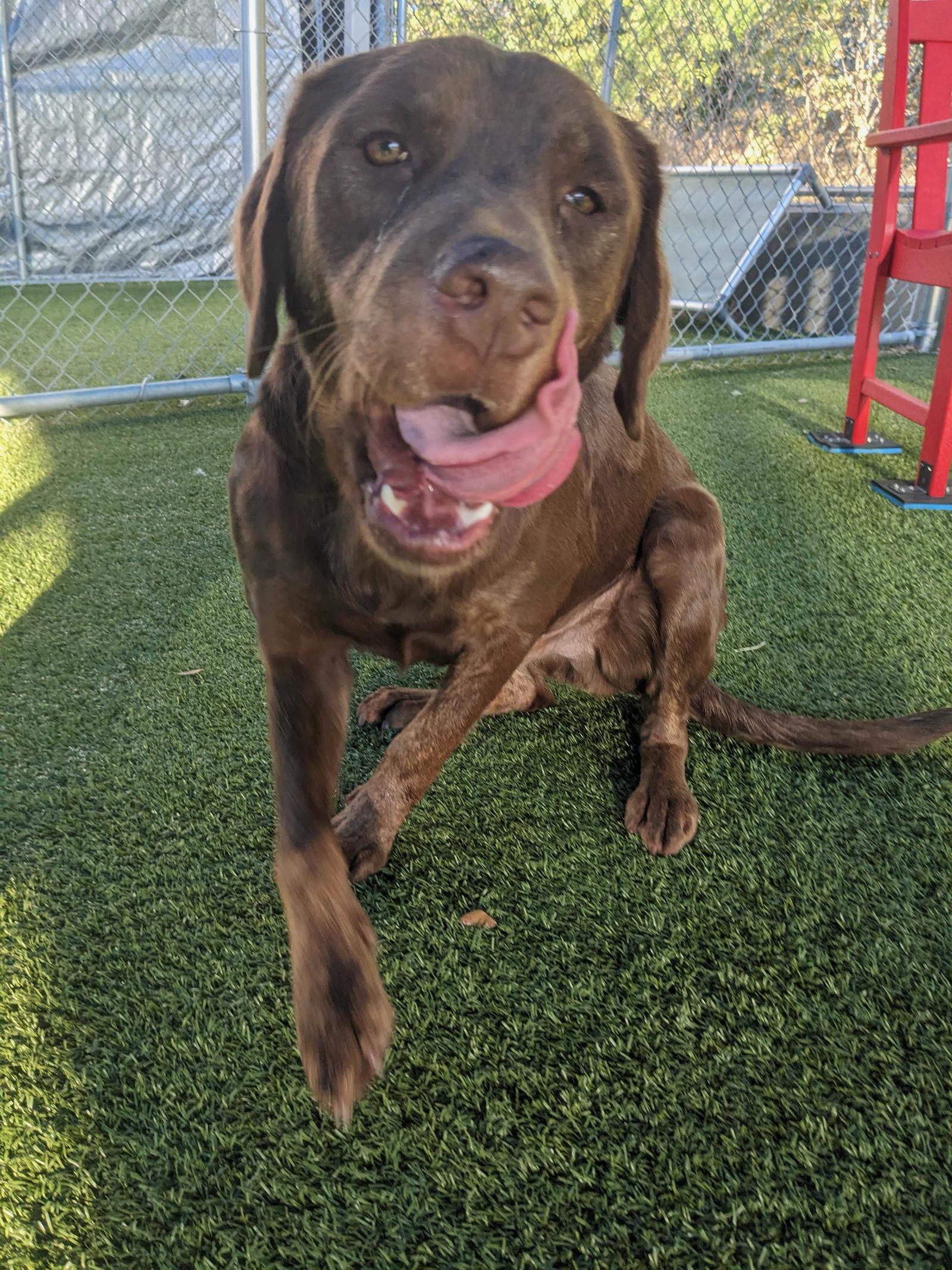 Enlarge Lenny, a Adoptable Labrador Retriever in Newport, NH image 1/3