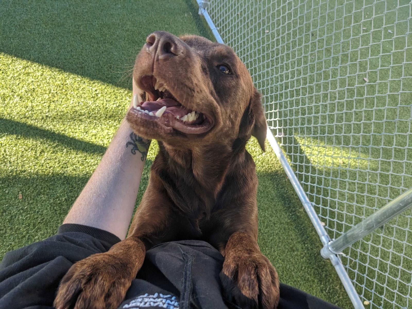 Lenny, a Adoptable Labrador Retriever in Newport, NH image 2/3