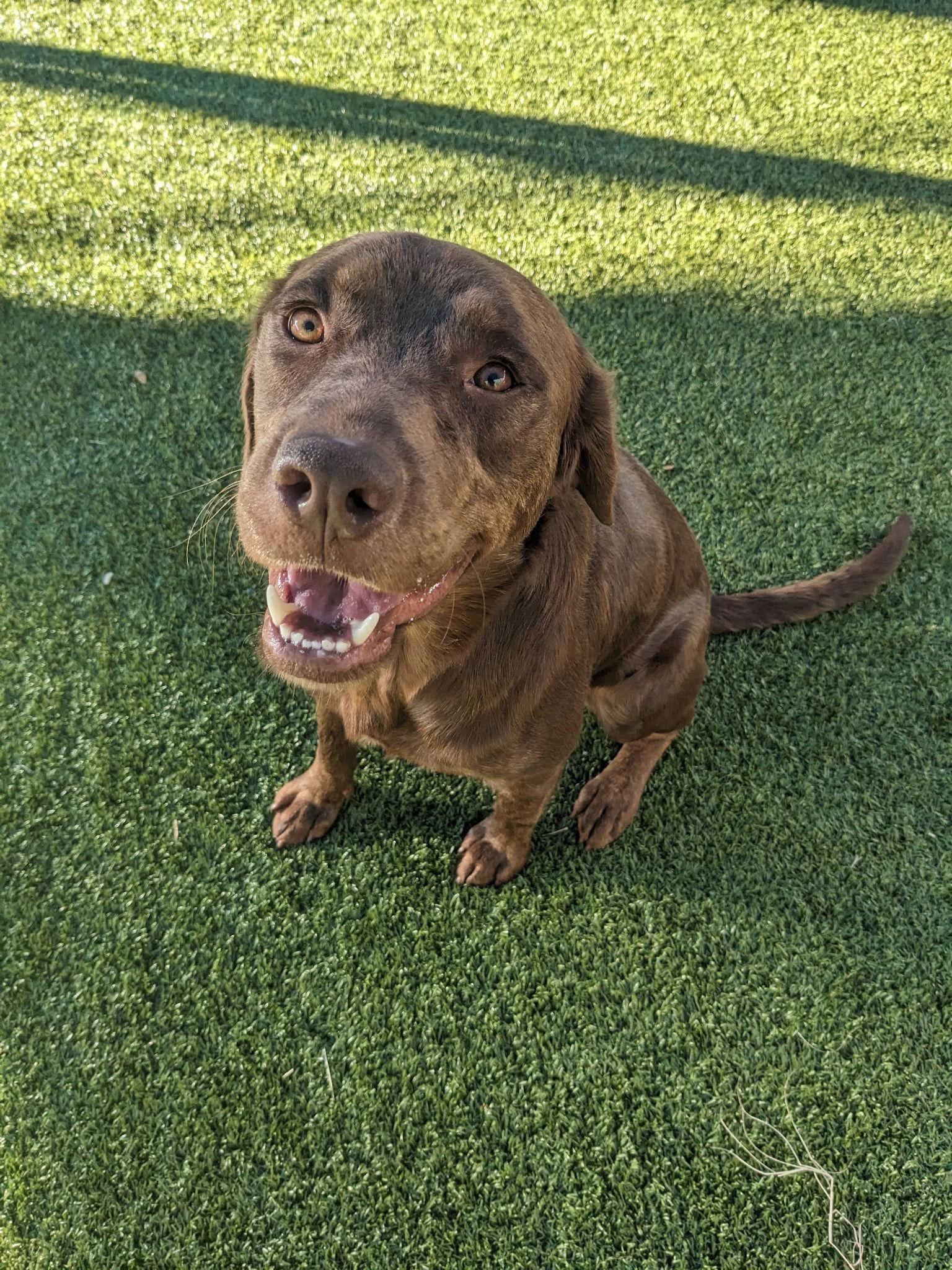 Enlarge Lenny, a Adoptable Labrador Retriever in Newport, NH image 3/3