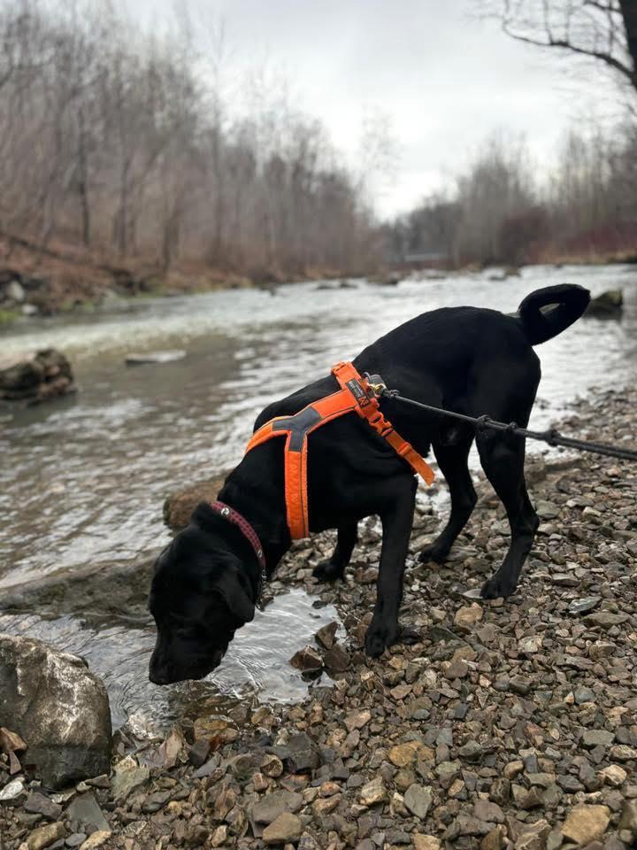 CALZONE (FOSTER OF FOSTER TO ADOPT), a ADOPTABLE mixed breed in Ajax, ON image 3/6