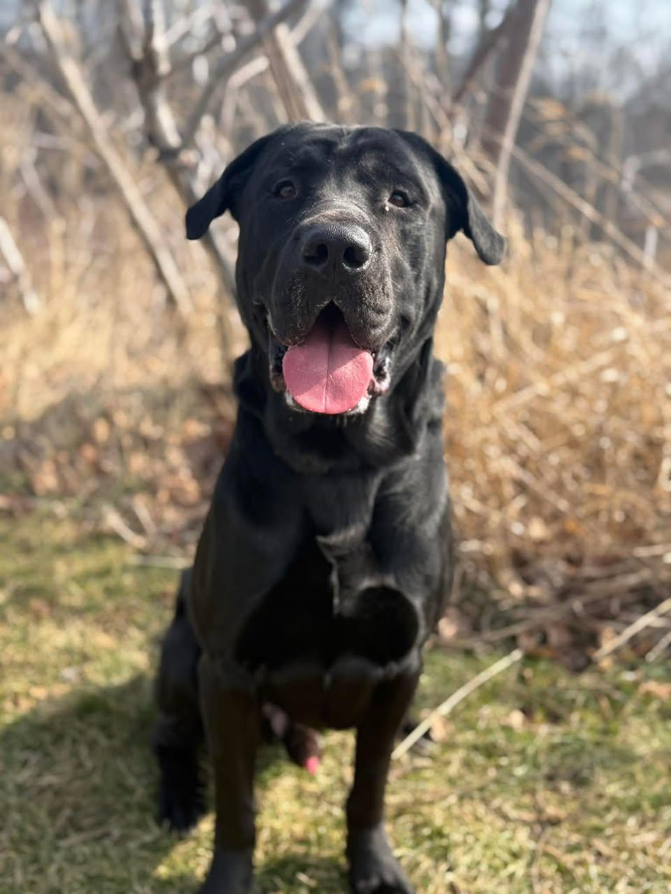 CALZONE (FOSTER OF FOSTER TO ADOPT), ADOPTABLE, Adult Male Shar-Pei & Labrador Retriever.