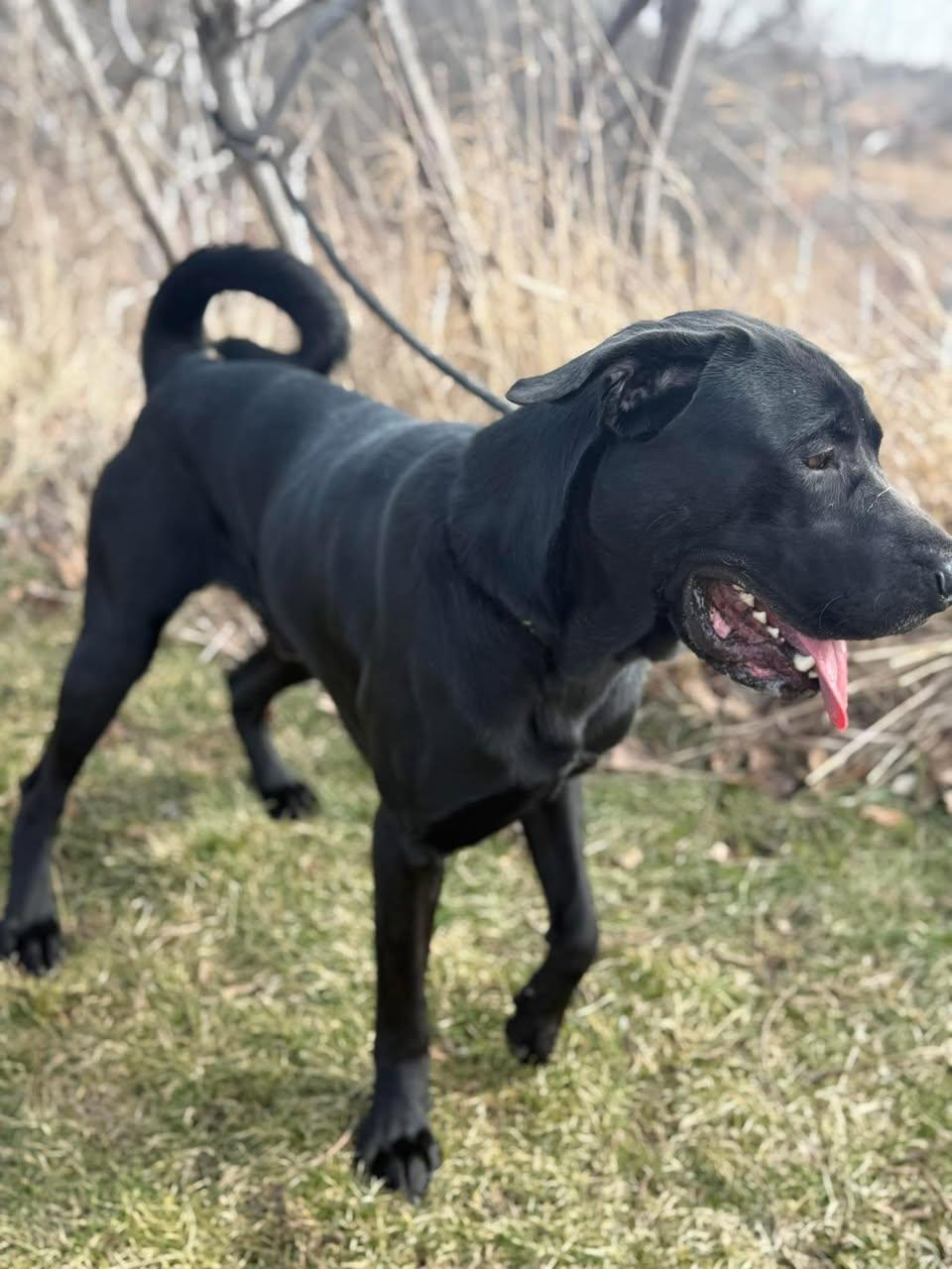 CALZONE (FOSTER OF FOSTER TO ADOPT), a ADOPTABLE mixed breed in Ajax, ON image 5/6