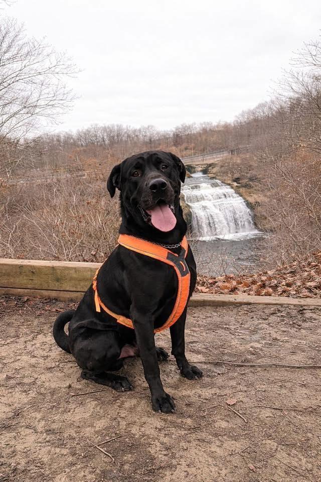 CALZONE (FOSTER OF FOSTER TO ADOPT), a ADOPTABLE mixed breed in Ajax, ON image 4/6
