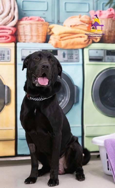 CALZONE (FOSTER OF FOSTER TO ADOPT), a ADOPTABLE mixed breed in Ajax, ON image 2/6