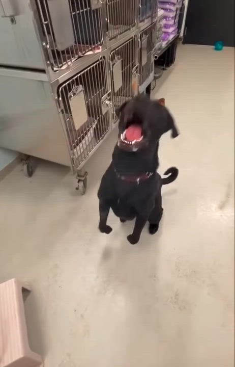 Enlarge CALZONE (FOSTER OF FOSTER TO ADOPT), a ADOPTABLE mixed breed in Ajax, ON video 6/6