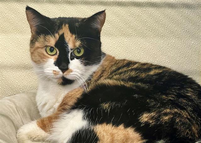 INDIA, Adoptable, Adult Female Domestic Short Hair.