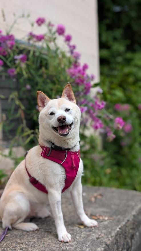 Simon, ADOPTABLE, Adult Male Shiba Inu.