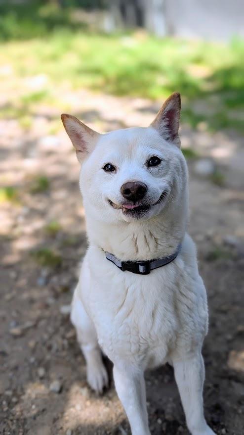 Simon, ADOPTABLE, Adult Male Shiba Inu.