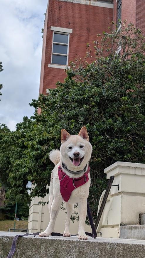Enlarge Simon, a ADOPTABLE Shiba Inu in Coquitlam, BC image 5/6