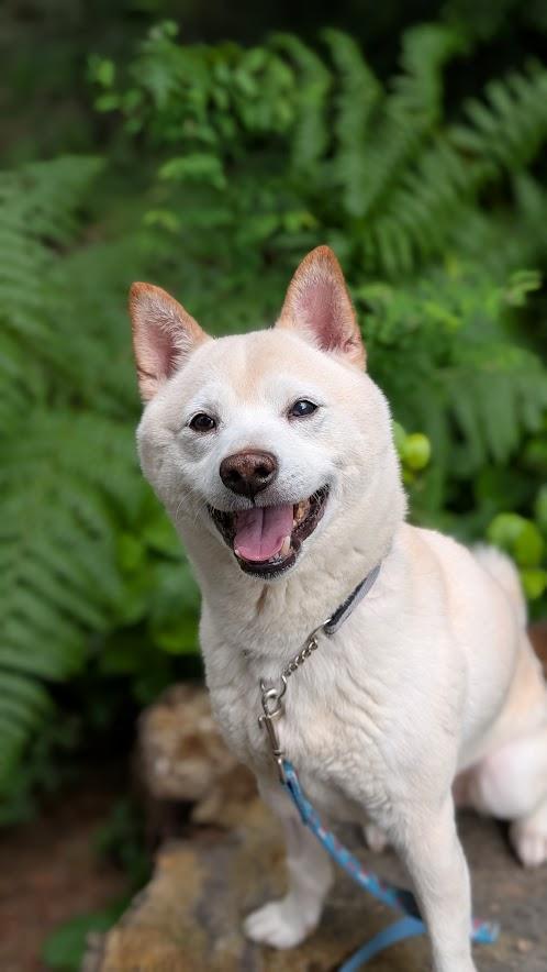 Simon, ADOPTABLE, Adult Male Shiba Inu.