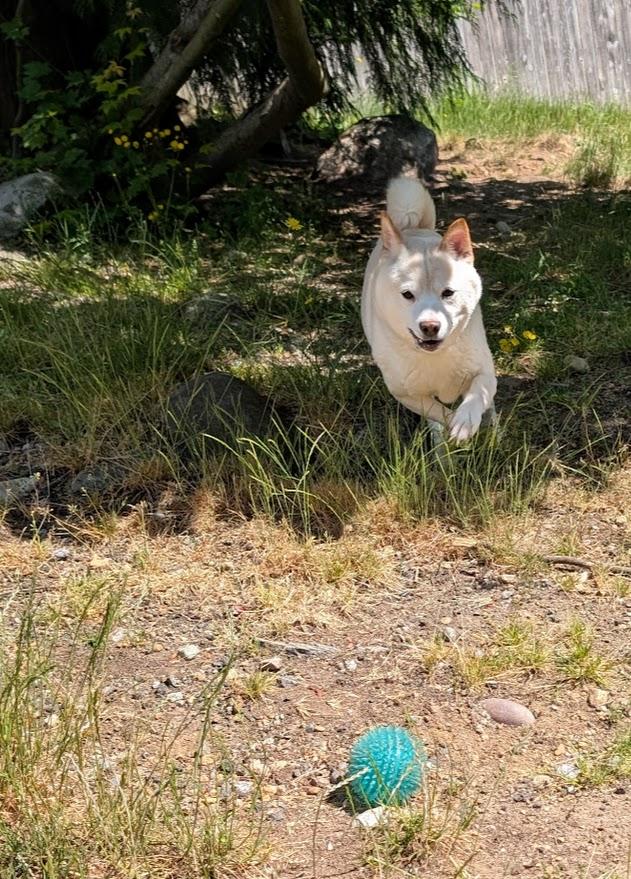 Simon, a ADOPTABLE Shiba Inu in Coquitlam, BC image 3/3