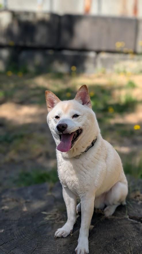 Simon, a ADOPTABLE Shiba Inu in Coquitlam, BC image 2/3