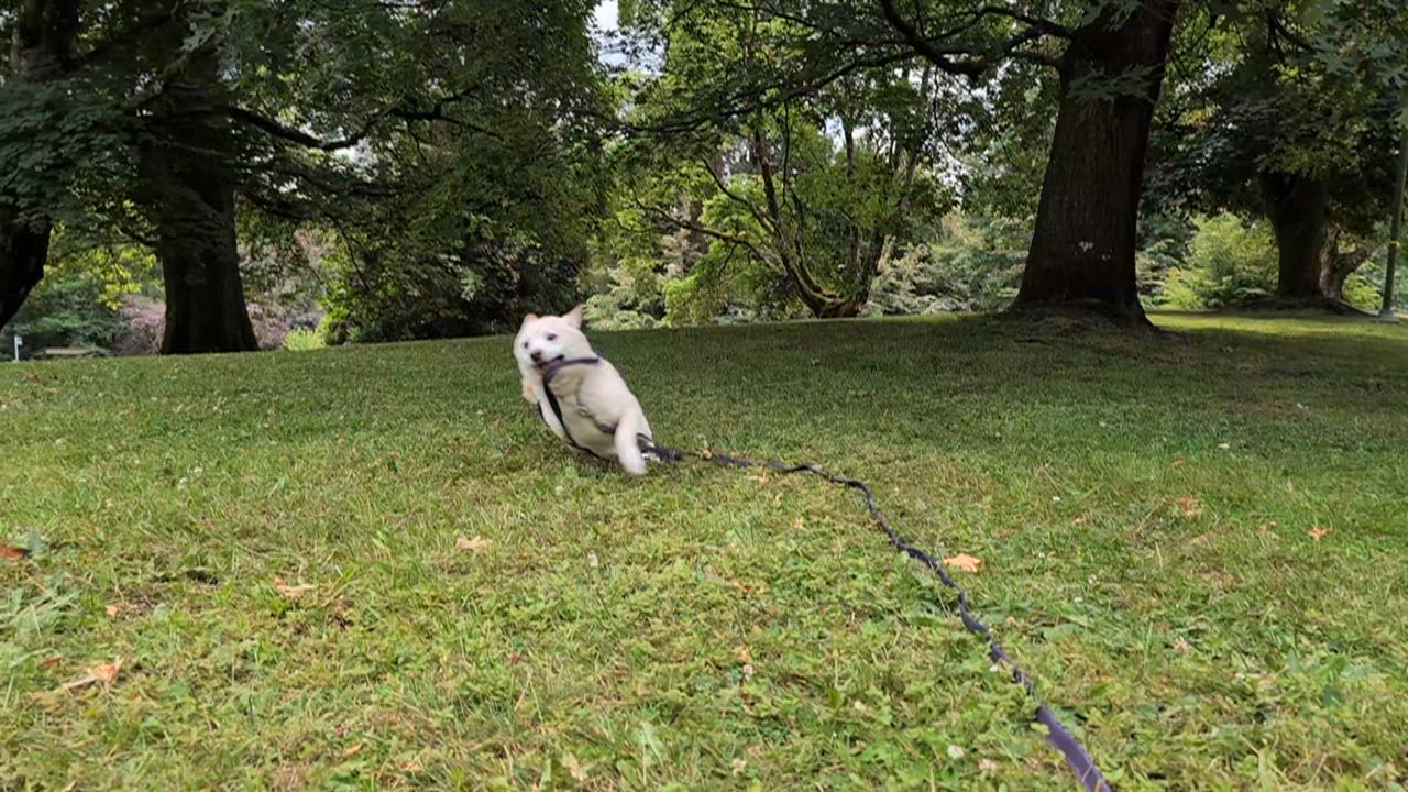 Enlarge Simon, a ADOPTABLE Shiba Inu in Coquitlam, BC video 6/6