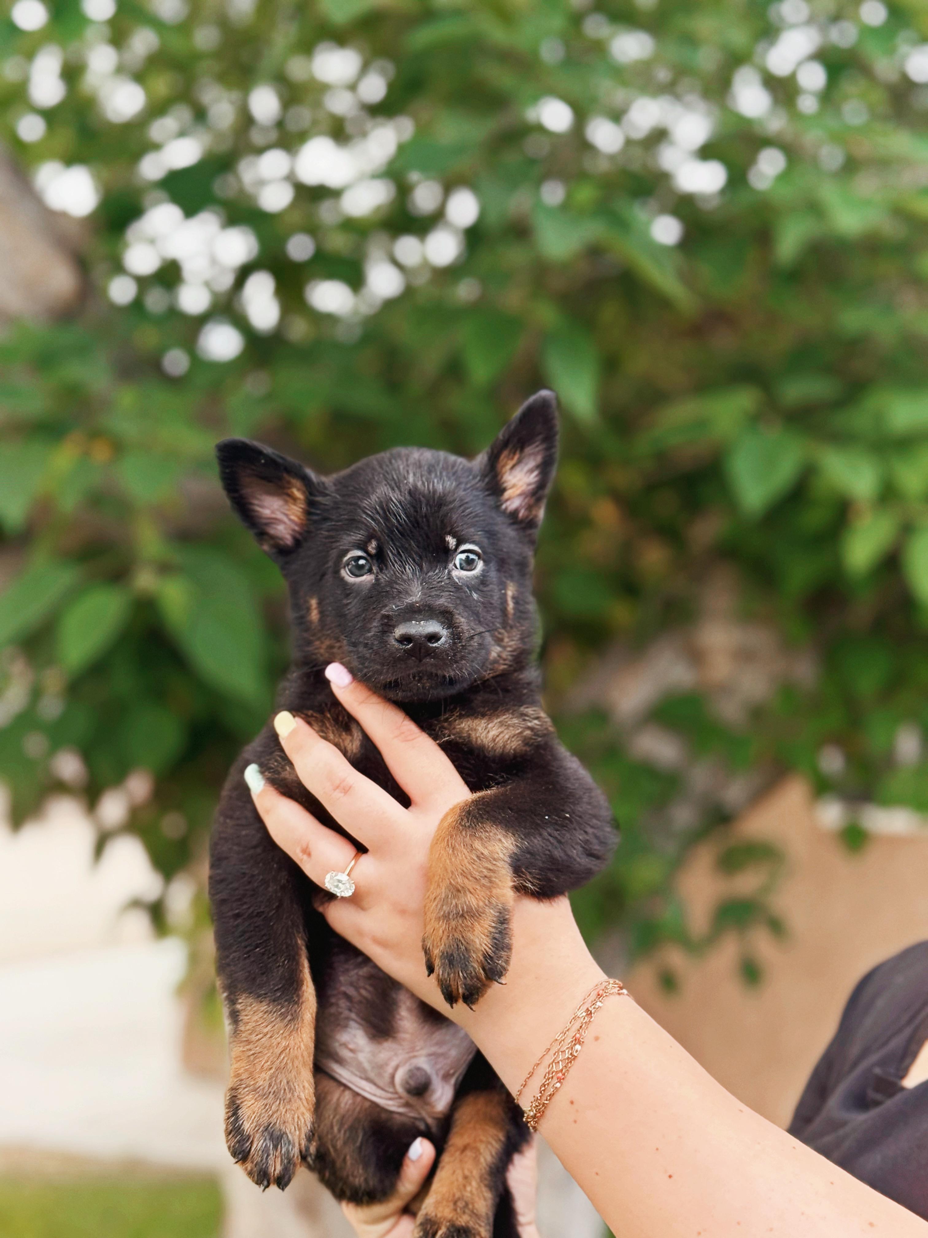 Tahoe , an adopted mixed breed in salt lake city, UT image 4/6