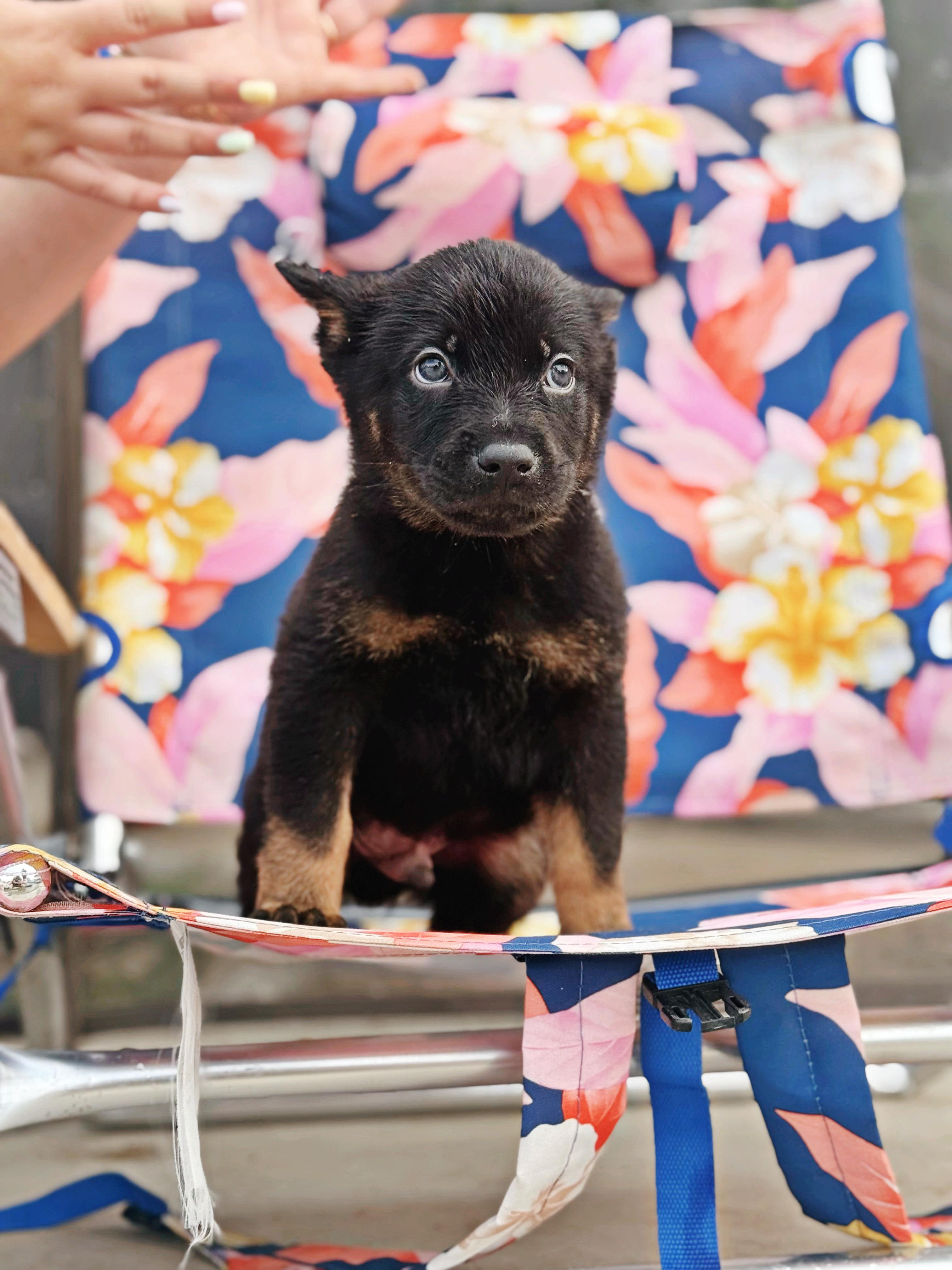 Tahoe , an adopted mixed breed in salt lake city, UT image 2/6