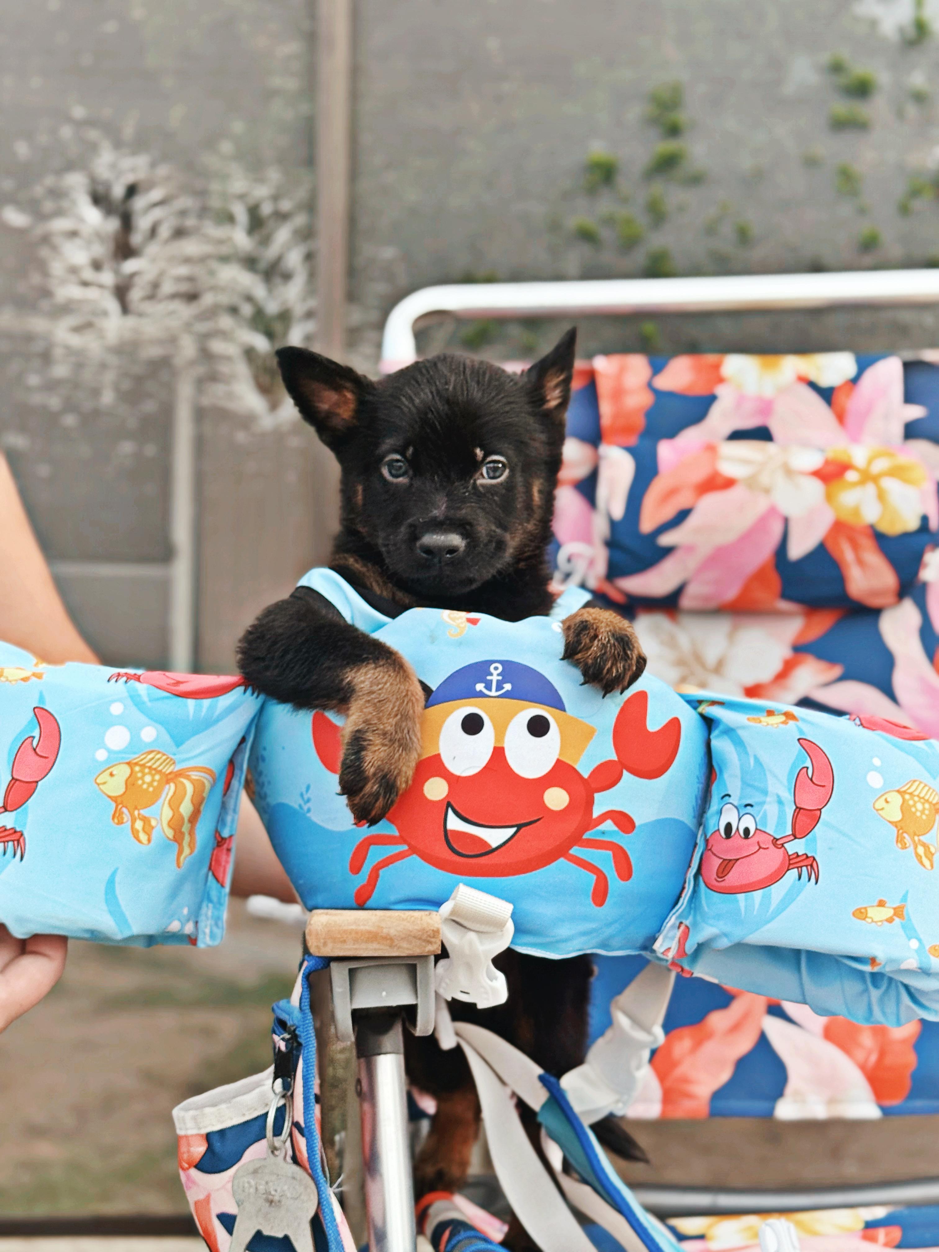 Tahoe , an adopted mixed breed in salt lake city, UT image 3/6