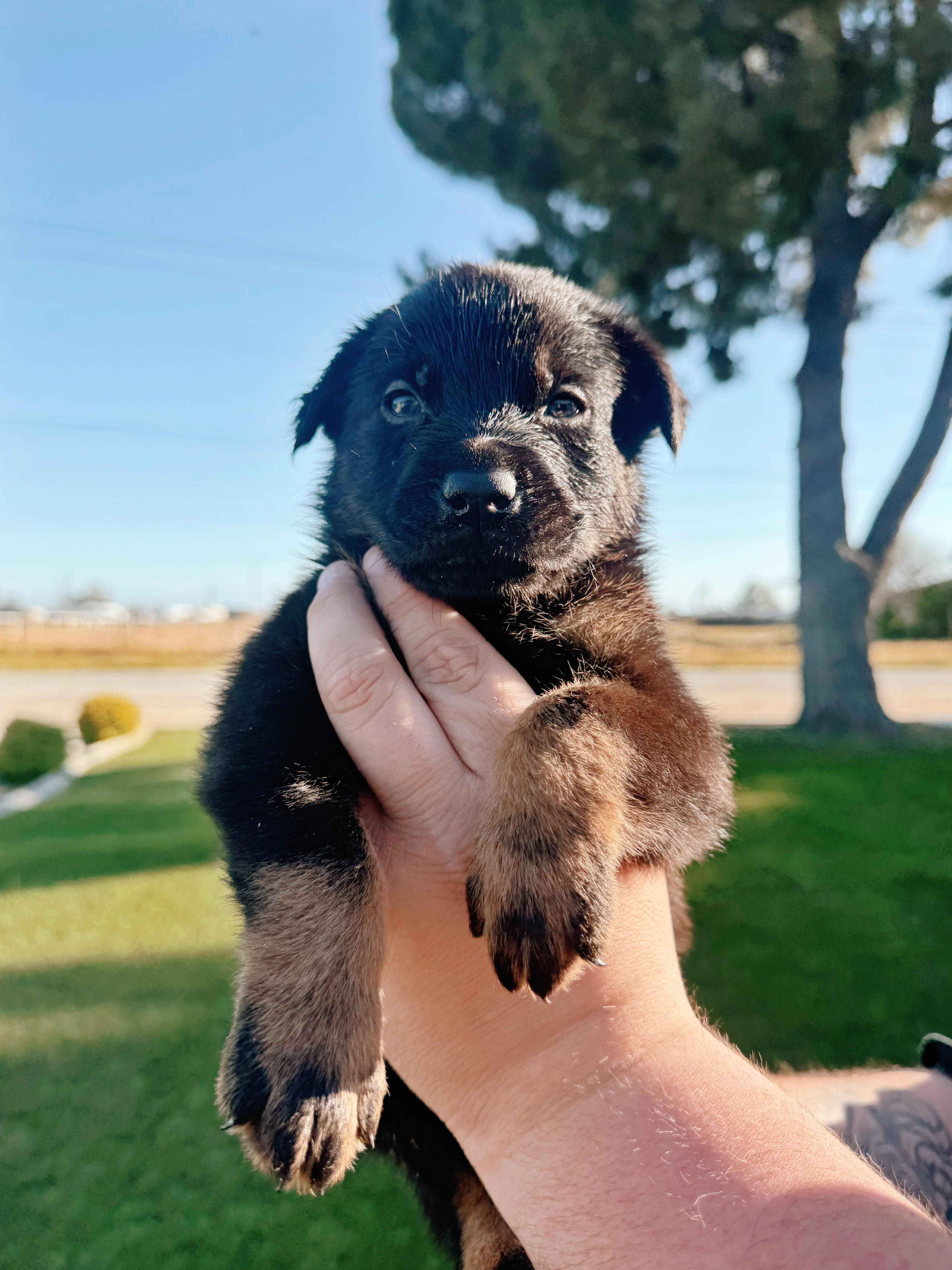 Enlarge Tahoe , a ADOPTABLE mixed breed in salt lake city, UT image 2/2