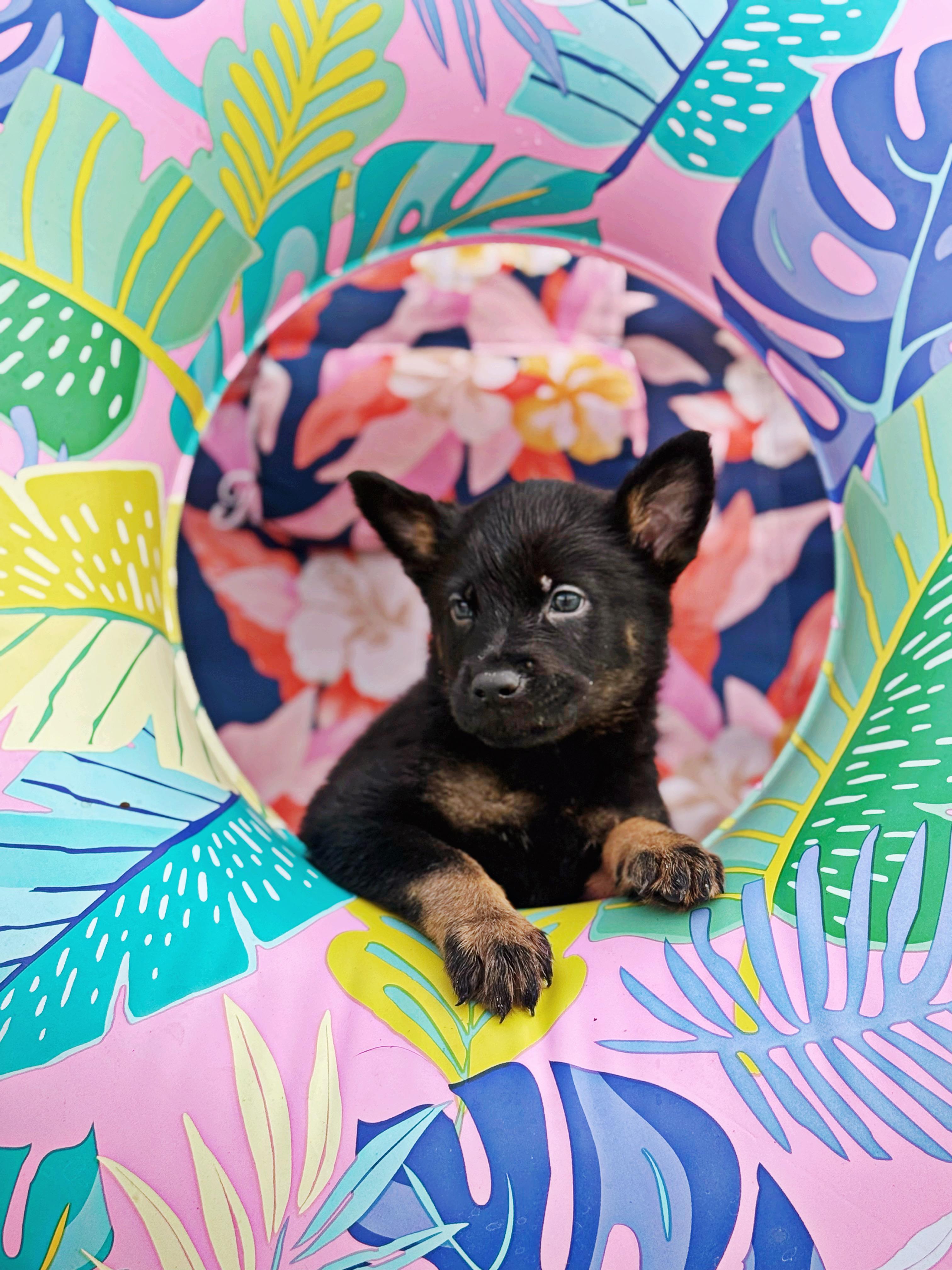 Tahoe , adopted, Puppy Male German Shepherd Dog & Rottweiler.