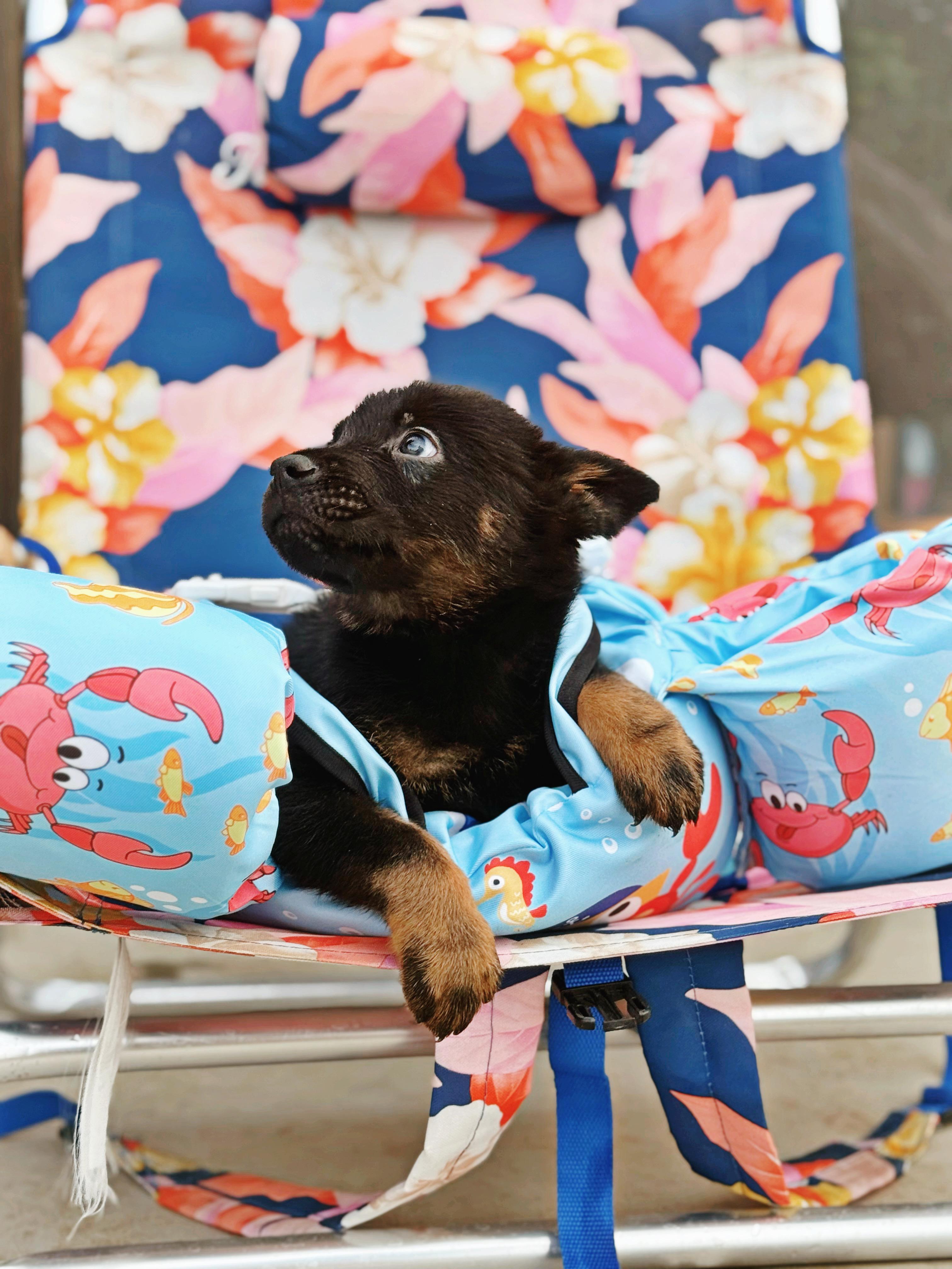 Tahoe , an adopted mixed breed in salt lake city, UT image 6/6