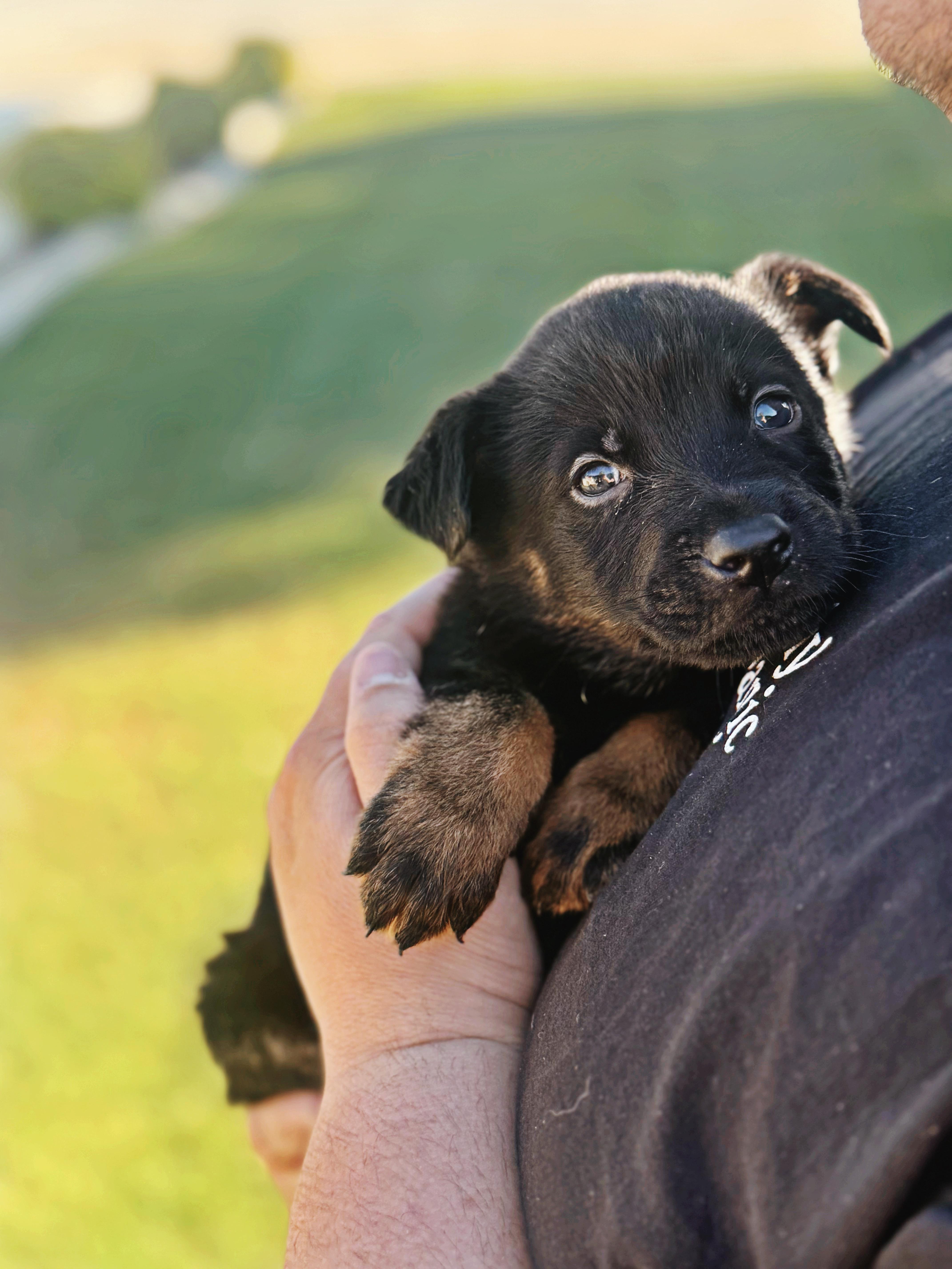 Tahoe , ADOPTABLE, Puppy Male German Shepherd Dog & Rottweiler.