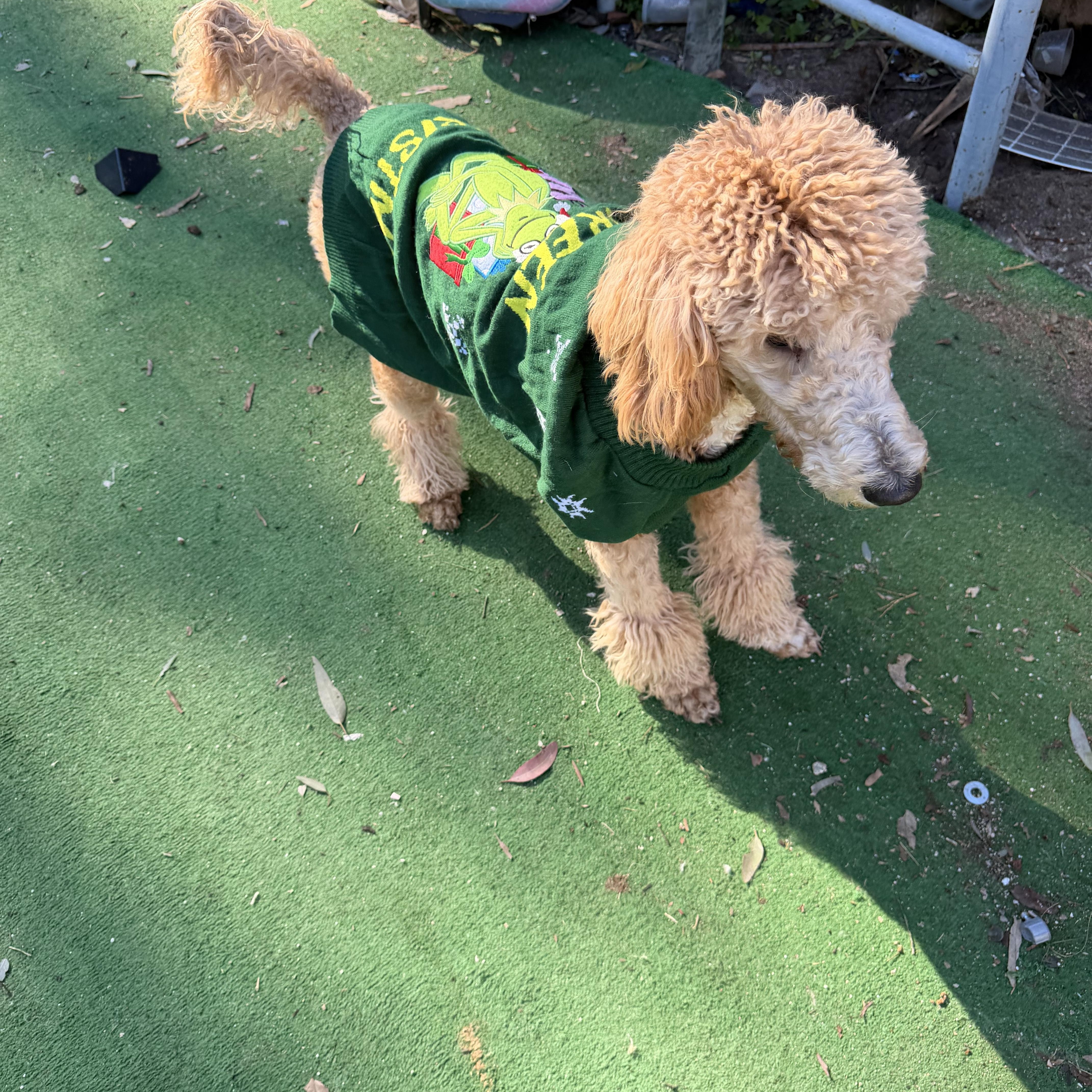 Cloe’, a ADOPTABLE Standard Poodle in Moreno Valley, CA image 1/3