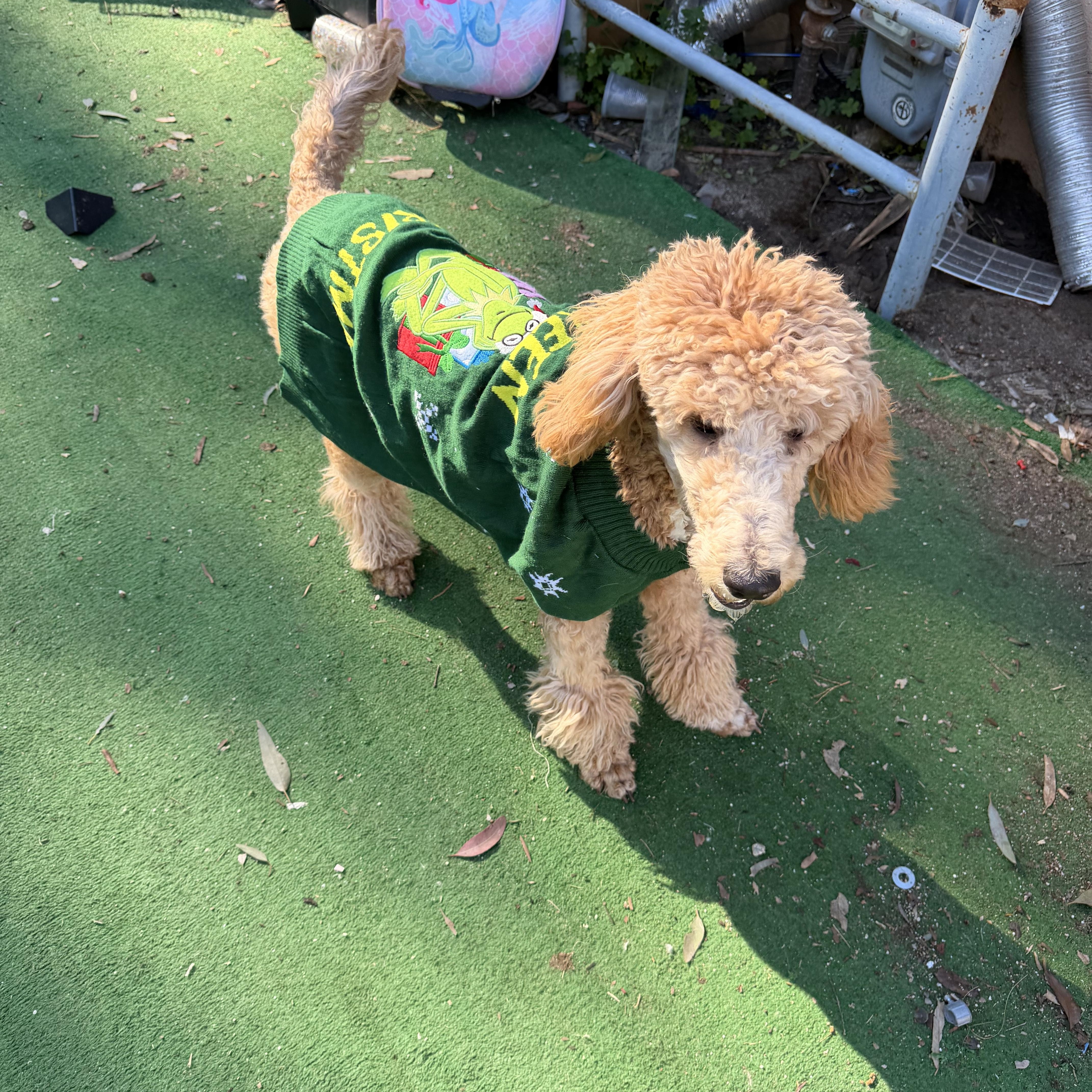 Cloe’, a ADOPTABLE Standard Poodle in Moreno Valley, CA image 2/3