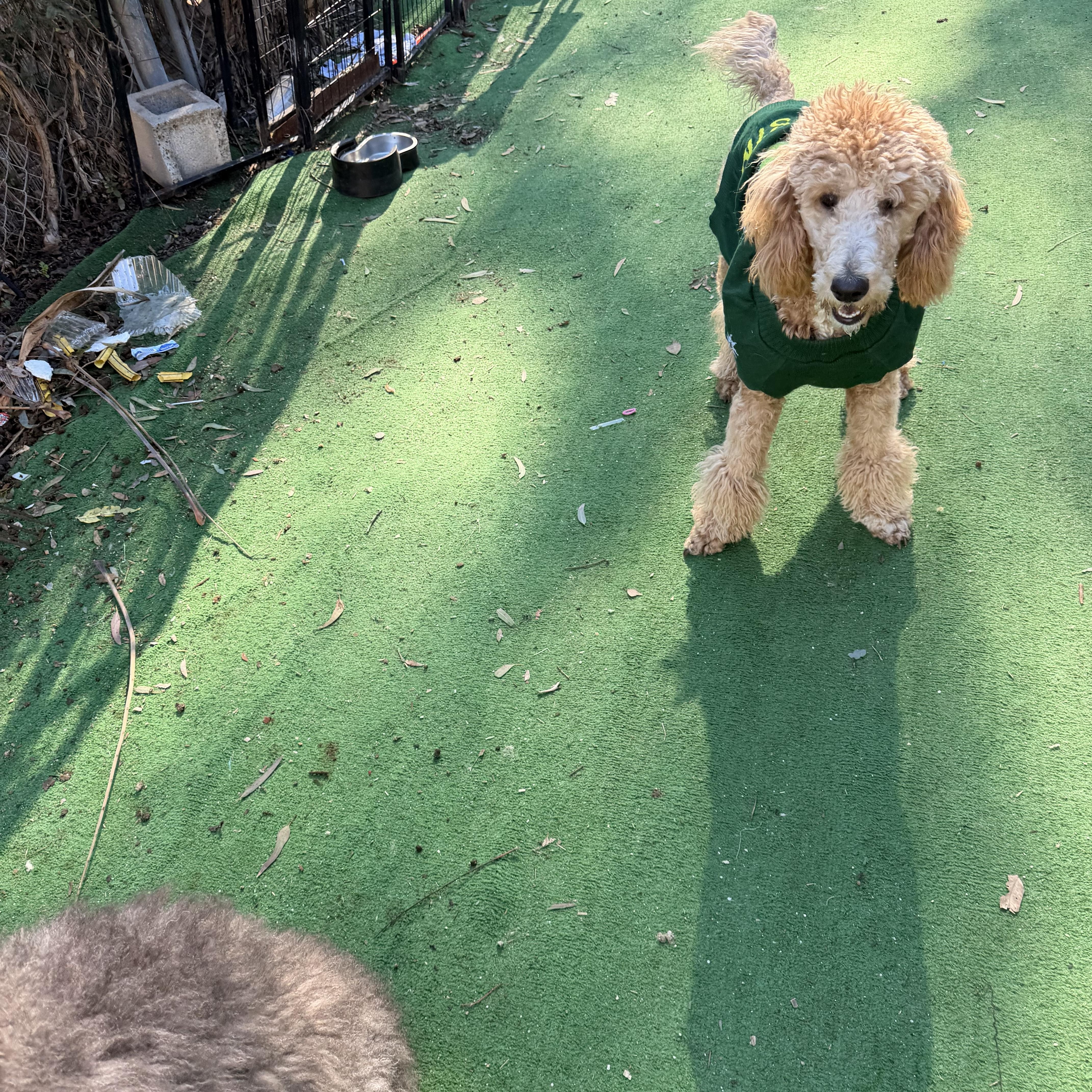Cloe’, a ADOPTABLE Standard Poodle in Moreno Valley, CA image 3/3