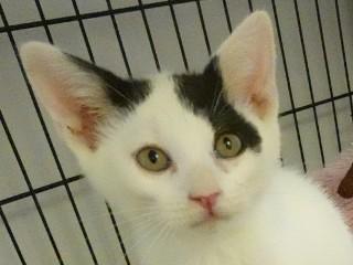 Groucho's Checkers, an adoptable Domestic Short Hair in Anaconda, MT, 59711 | Photo Image 1
