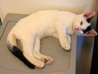 Groucho's Checkers, an adoptable Domestic Short Hair in Anaconda, MT, 59711 | Photo Image 2