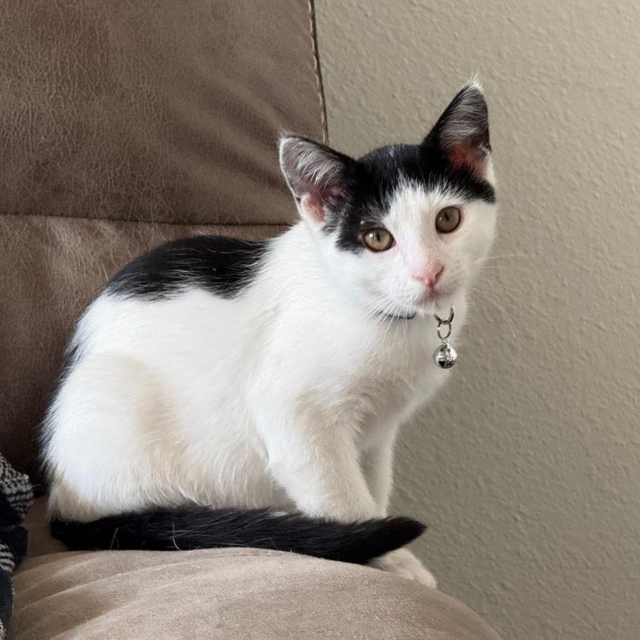 CADENCE, Adoptable, Kitten Female Domestic Short Hair.